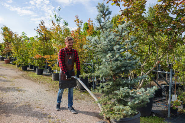 How Our Tree Care Process Works  in  Grand Rapids, MN